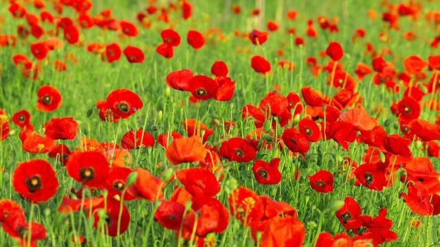 【百度優(yōu)化更新】點(diǎn)擊搜尋結(jié)果即轉(zhuǎn)跳「精選摘要」部分 - SEO公司| 企業(yè)網(wǎng)絡(luò)營(yíng)銷(xiāo)| 百度關(guān)鍵詞排名- 海美SEO