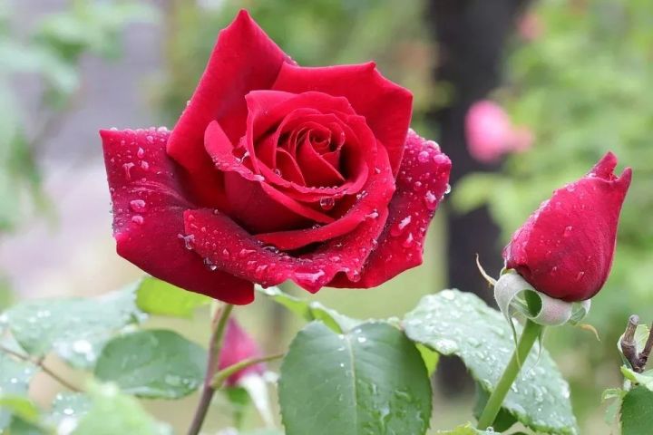 【點(diǎn)解要免費(fèi)整網(wǎng)頁(yè)？是窮呀！】網(wǎng)上創(chuàng)業(yè)第一步：免費(fèi)網(wǎng)頁(yè)隱憂問與答！