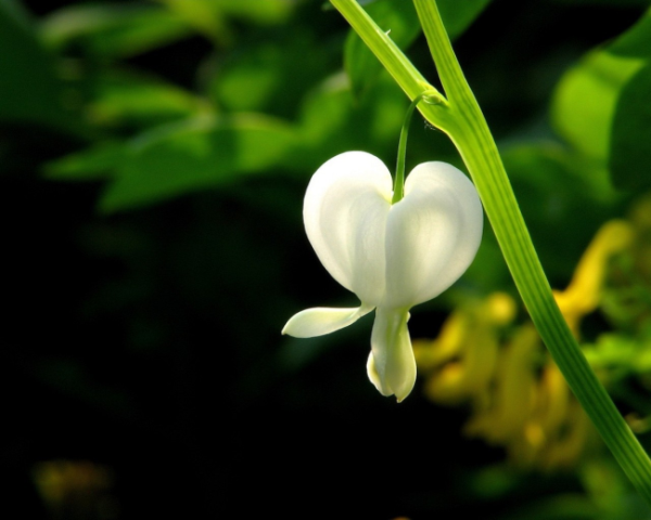 chatgpt如何做視頻推廣