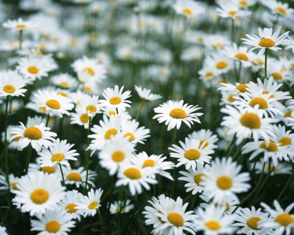 如何用chatgpt寫(xiě)直播話術(shù)