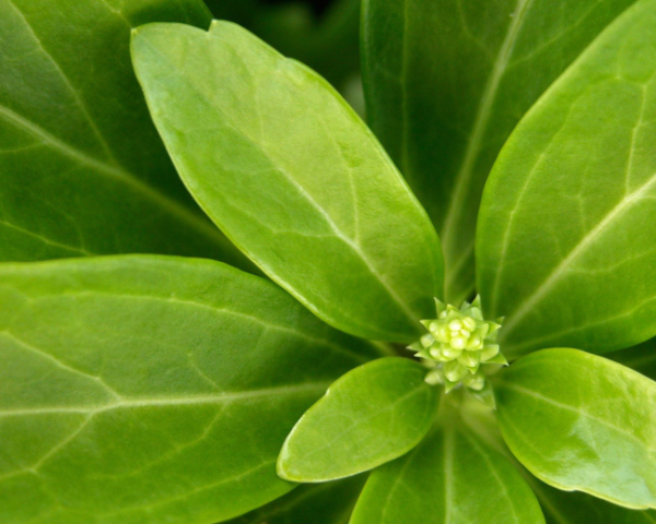 PHP 基礎(chǔ)知識(shí)總結(jié)詳解