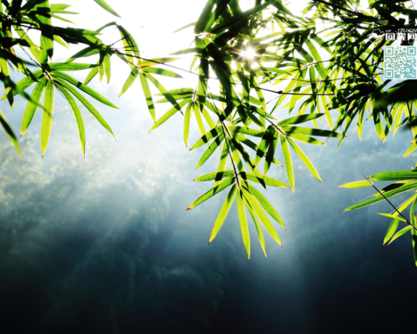 XML DOM getAttribute() 方法  介紹