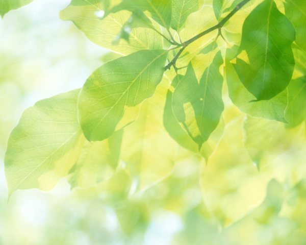 熊貓直播創(chuàng)始人是誰