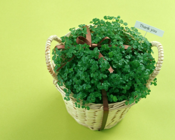 chatGPT用什么郵箱注冊(cè)