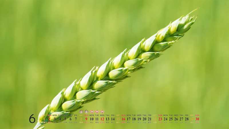 如何給室友畫餅文案搞笑