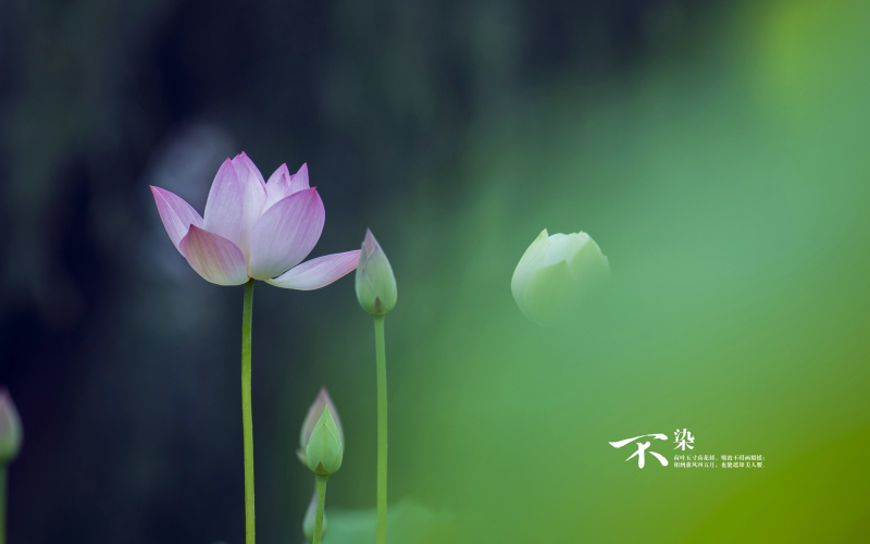 Window prompt() 方法  介紹